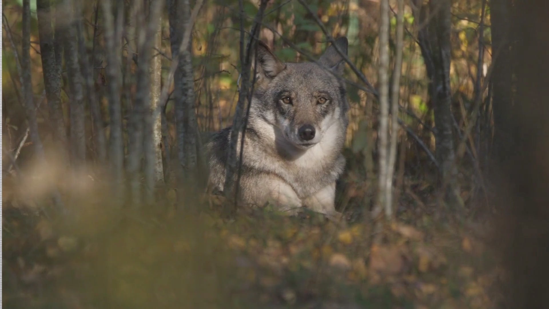 Wolf and Cross Gemstone Bracelet – Spiritual Amulet Jewelry Gift for Women