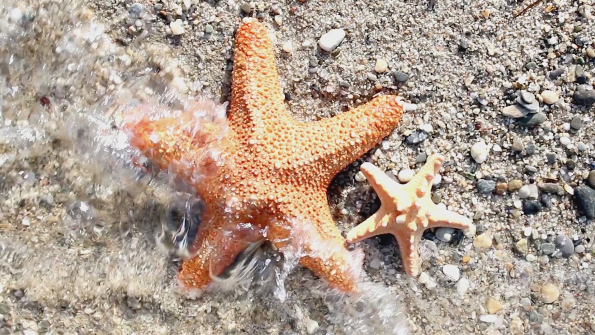 Evil Eye Charm Bracelet – Elephant or Starfish Amulet - Spiritual Protection Jewelry