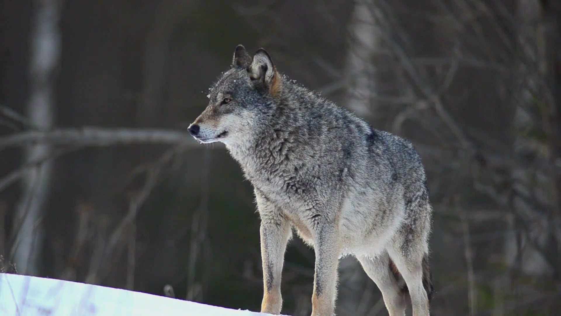 Lapis Lazuli Howling Wolf Necklace - Turquoise Moon Accent - Spiritual Protection Amulet